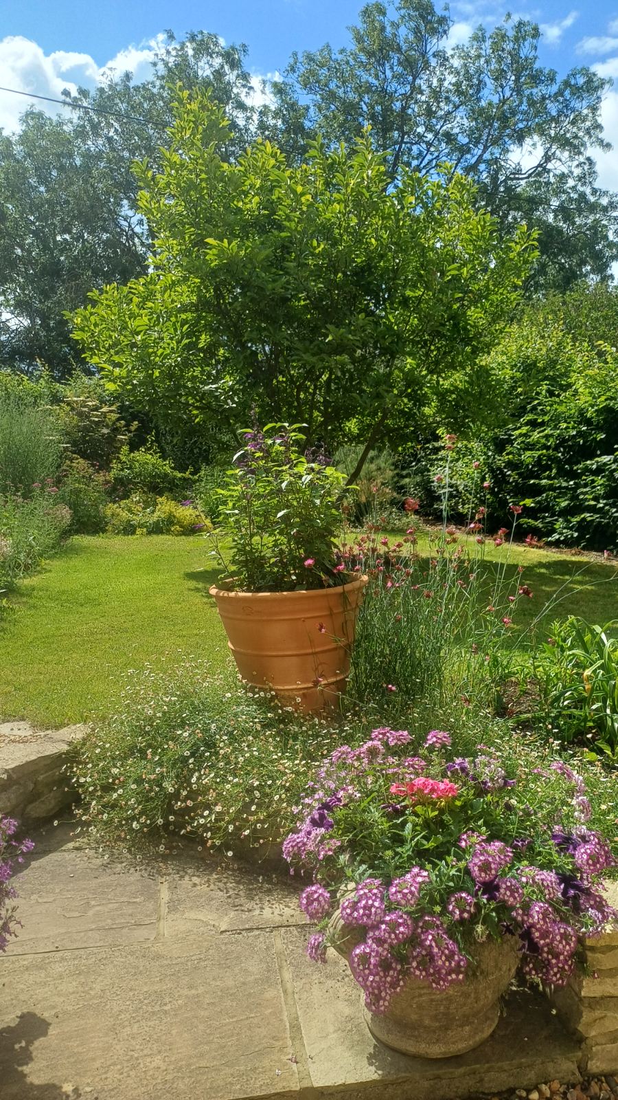 A large terracotta pot planted with a shrub on the lawn of the mature garden