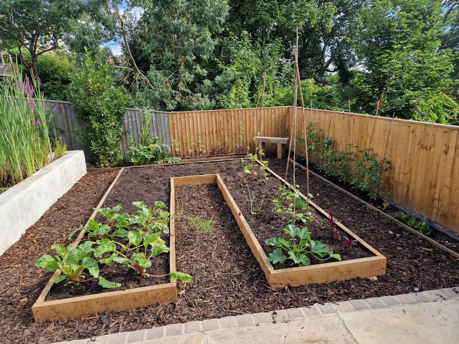 New oak-edged raised beds planted with young vegetables