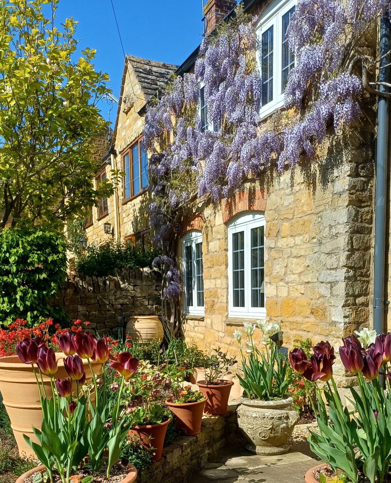 Mature wisteria trained and pruned across a stone house front