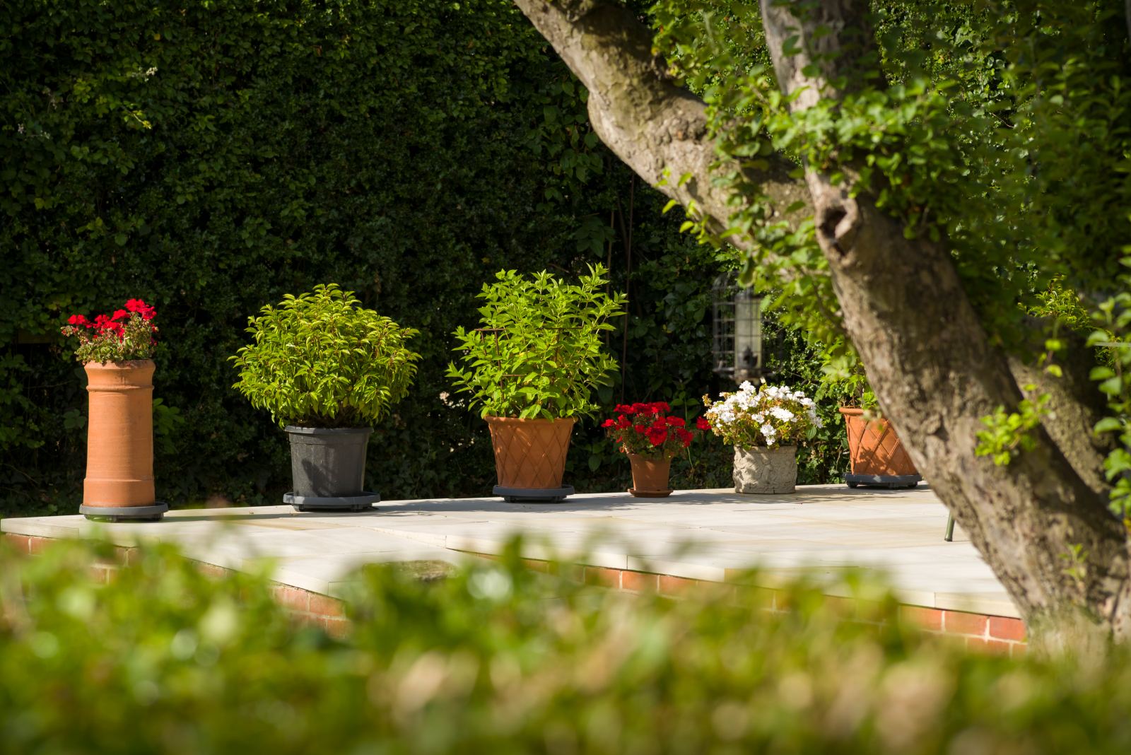 Potted planting arranged on a shaded brick terrace