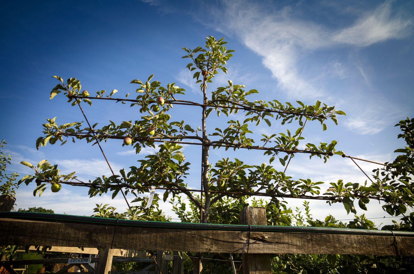 Espaliered apple tree trained along wires
