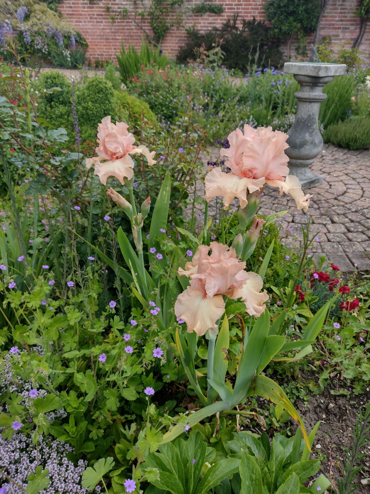 Bearded irises in flower at the border's edge